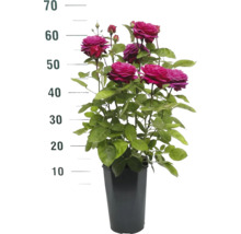 Růže v květináči s údajem o výšce