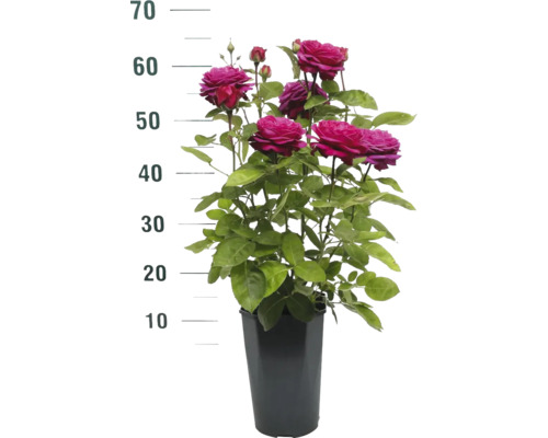 Růže v květináči s údajem o výšce
