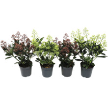 Skimmia v květináči s květenstvími
