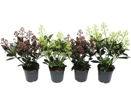 Skimmia v květináči s květenstvími