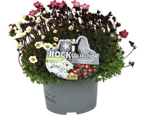 Dvojice lomikamenů v květináči