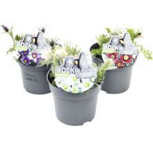 Tři hrnkové rostliny rodu koniklec s květy