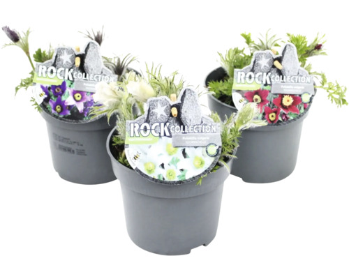 Tři hrnkové rostliny rodu koniklec s květy