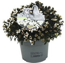 Tařička v květináči s etiketou Rock Collection