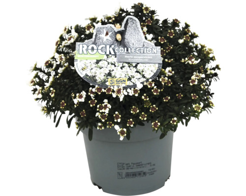 Tařička v květináči s etiketou Rock Collection