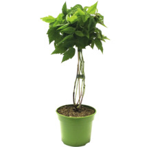 Maliník v květináči