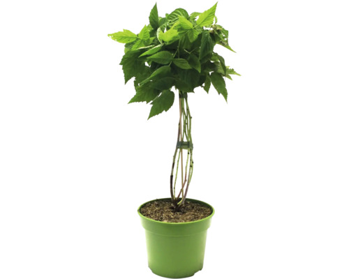 Maliník v květináči