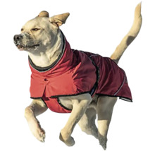 Pes s psím kabátem při běhu