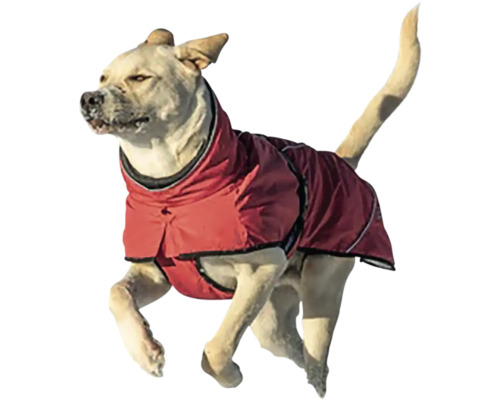 Kabát TRIXIE Explore termo L 62 cm červený Pes s psím kabátem při běhu