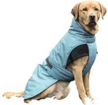 Sedící labrador s psí bundou