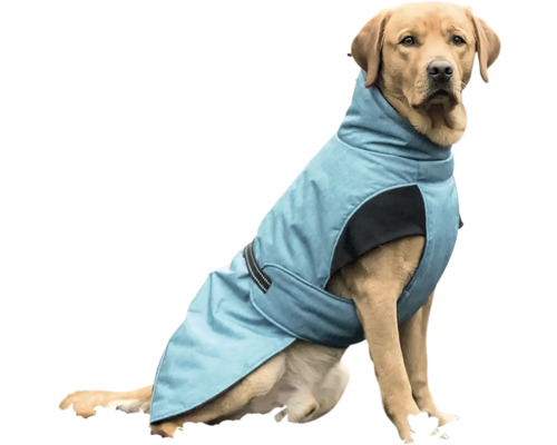 Sedící labrador s psí bundou