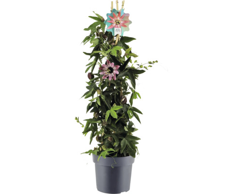 Mučenka v květináči s popínavou oporou