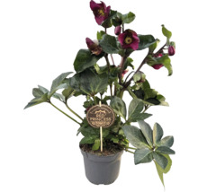 Čemeřice 'Red Princess' v květináči