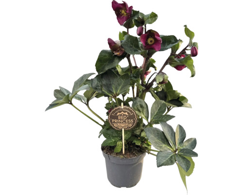 Čemeřice 'Red Princess' v květináči