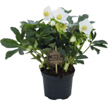 Čemeřice White Princess v květináči