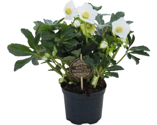 Čemeřice White Princess v květináči