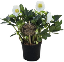 Čemeřice White Princess v květináči