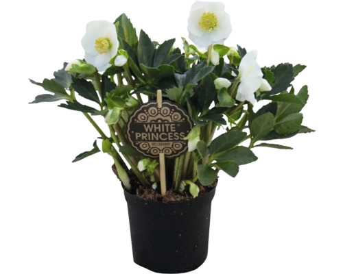 Čemeřice White Princess v květináči