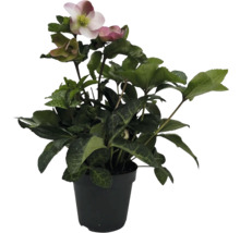 Čemeřice v květináči s květem