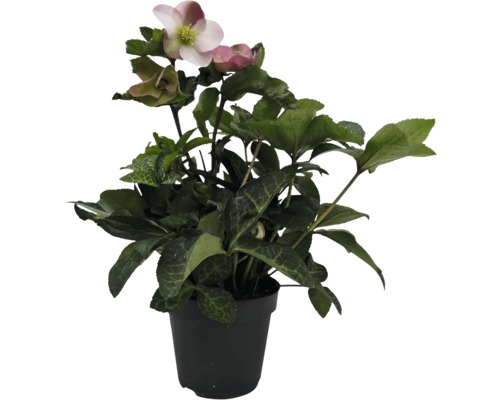 Čemeřice v květináči s květem