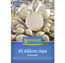 Sazečka cibule Kiepenkerl Snowball, 40 kusů, Allium cepa