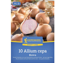 Sázecí šalotka odrůdy Biztro, 10 kusů, Allium cepa, logo Kiepenkerl