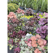 Různé druhy dlužichy a jiné rostliny v zahradnictví.