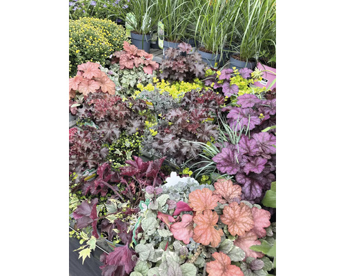 Různé druhy dlužichy a jiné rostliny v zahradnictví.