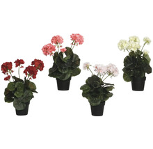 Různobarevné muškáty v květináčích