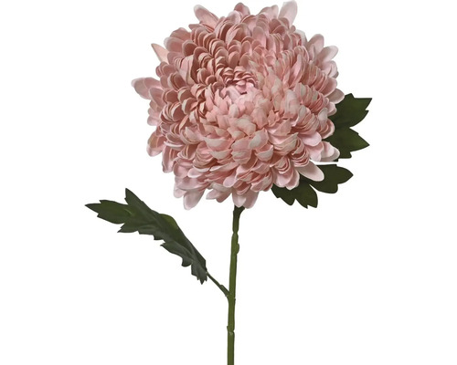 Chryzantéma na stonku s listy