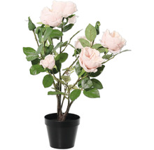 Růže v květináči pro interiér