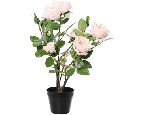 Růže v květináči pro interiér