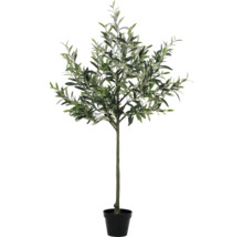 Olivovník v květináči