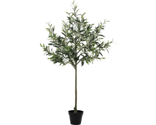 Olivovník v květináči