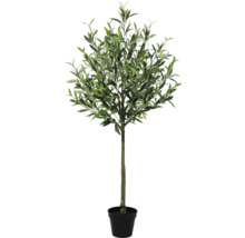 Olivovník v květináči