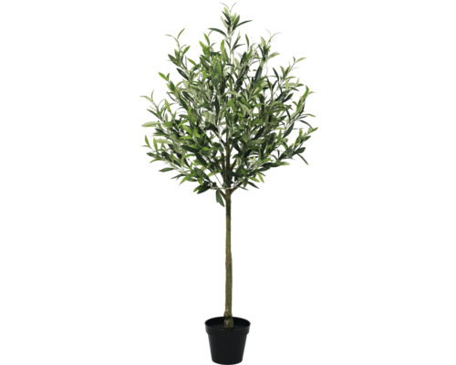 Olivovník v květináči