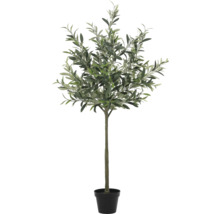 Olivovník v květináči