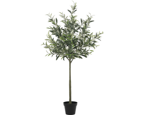 Olivovník v květináči