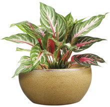 Aglaonema pokojová rostlina v květináči