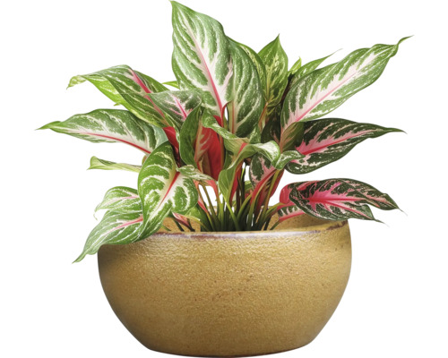 Aglaonema pokojová rostlina v květináči
