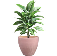 Pokojová rostlina v květináči