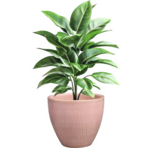 Pokojová rostlina v květináči