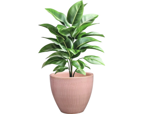 Pokojová rostlina v květináči