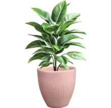 Pokojová rostlina v květináči