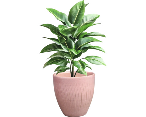 Pokojová rostlina v květináči