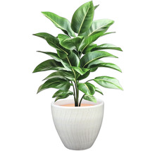 Pokojová rostlina se zelenými listy v květináči