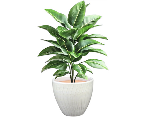 Pokojová rostlina se zelenými listy v květináči