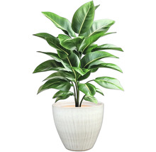 Pokojová rostlina v květináči