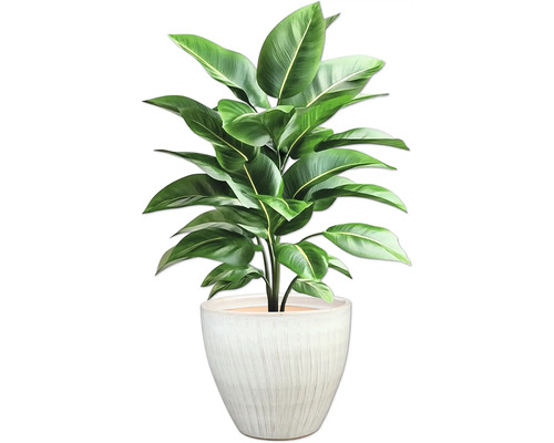 Pokojová rostlina v květináči