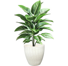 Pokojová rostlina v květináči